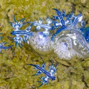 Blue Dragon In Ibiza