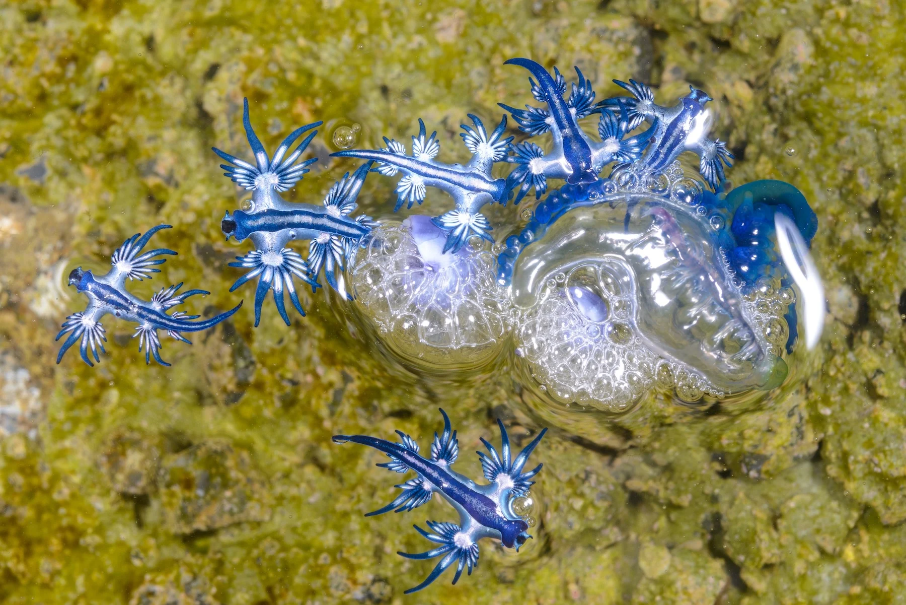 Blue dragon in Ibiza