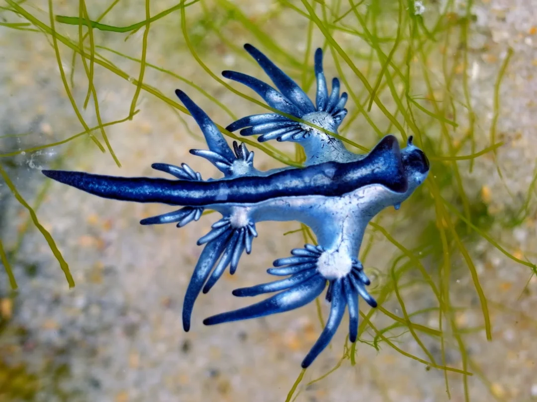 Blue Dragon In Ibiza