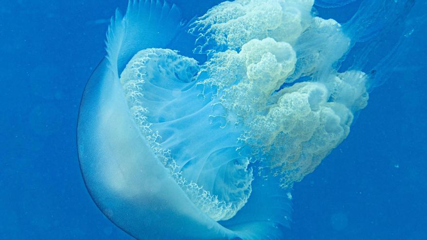 Otra de las imágenes de la medusa de un metro captada por Juan Pereyra