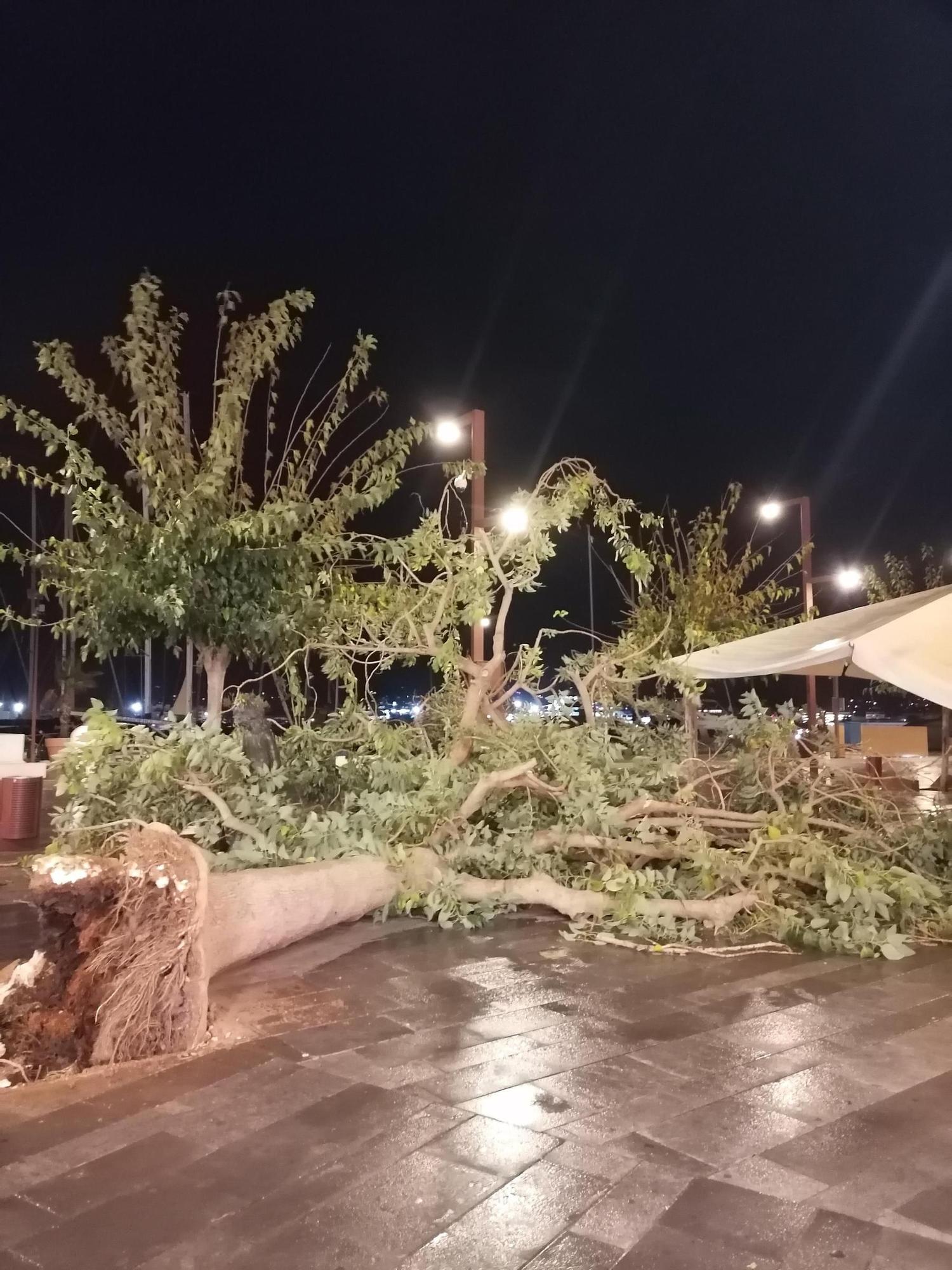 El árbol derribado por el viento en el puerto de Ibiza
