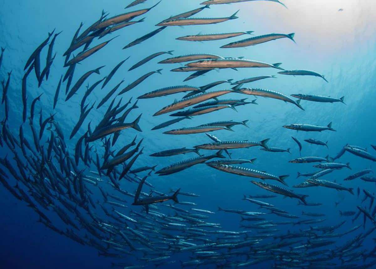 A school of barracudas swimming in a circle. | VICENT PLANELLS