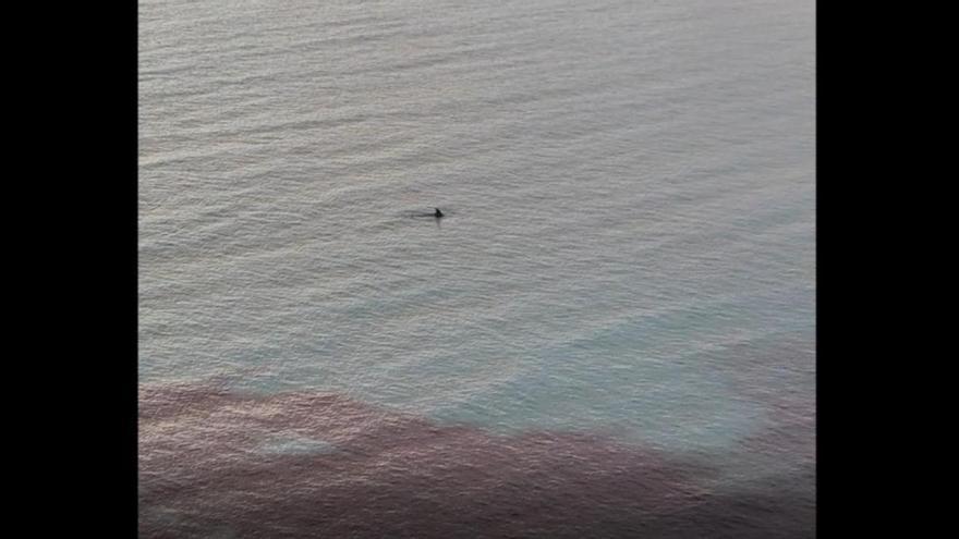 Consulta el programa completo de la Feria Ibiza Medieval 2023