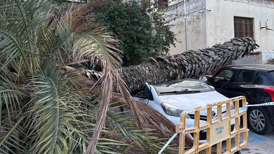 A palm tree crushes a car in Ibiza
