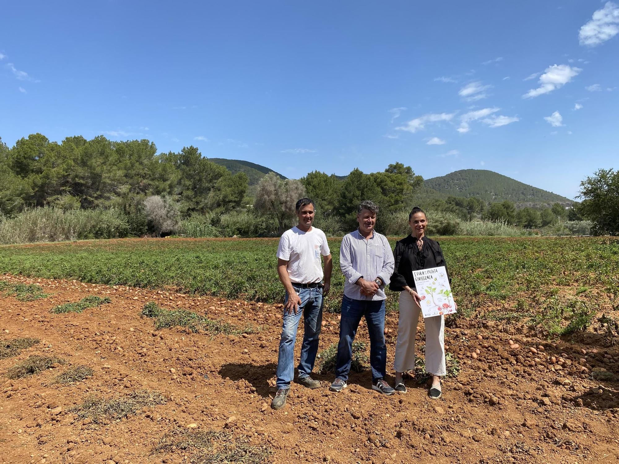 Sant Josep hosts this Saturday the potato fair, the “queen” of the Ibizan countryside