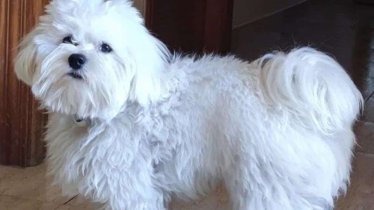 A cook from Ibiza collects signatures to limit speed in Cala de Bou after his dog Shiro was run over