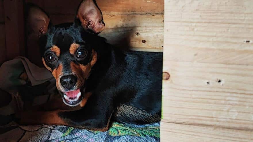 “Upon arrival at the vet, Blue was dead.”