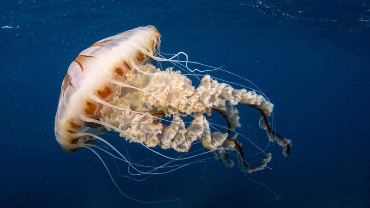 JELLYFISH FREE BEACHES IN IBIZA
