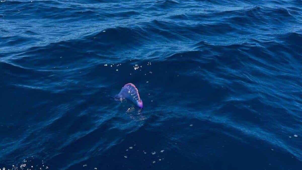 MEDUGAS IN IBIZA : Dangerous Portuguese Caravel appears in Ibiza