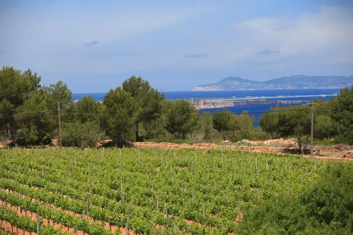 Taste Terramoll, organic wines bathed by the breeze of the Mediterranean Sea