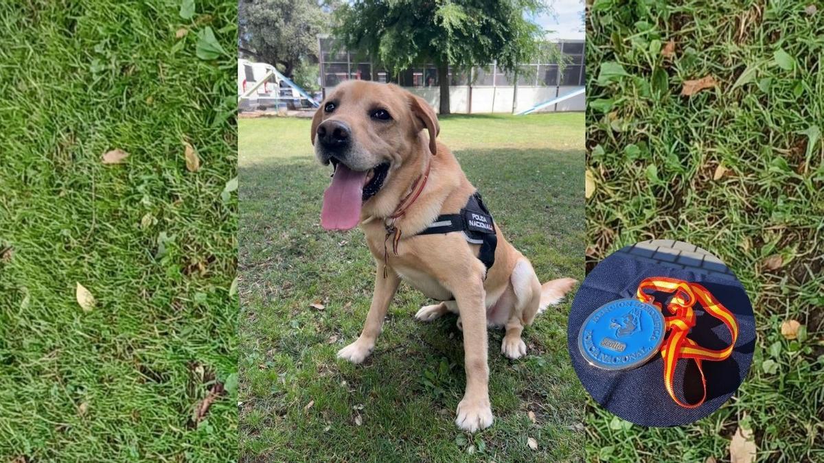 Scottex, the dog awarded by the Police that has solved some of the most media-worthy crimes