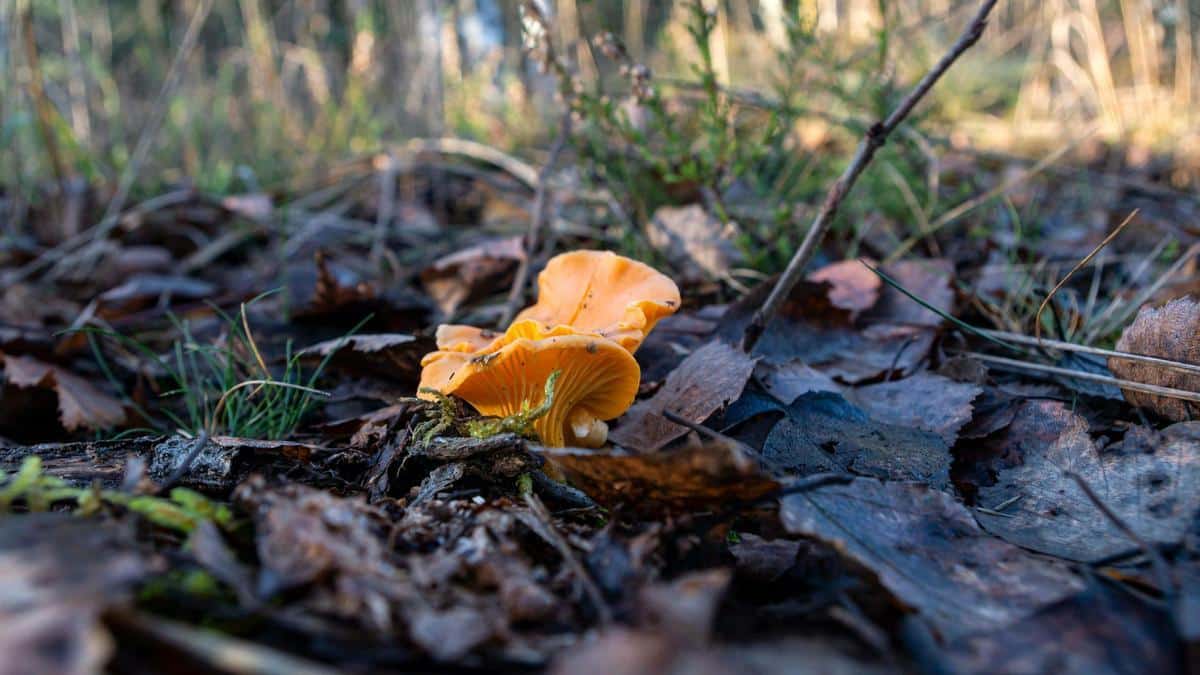 These are the mushrooms of Ibiza that you must not eat