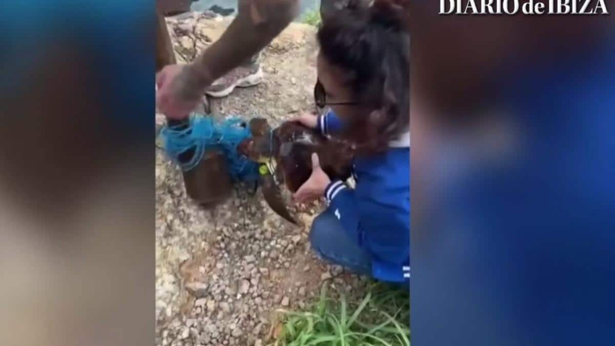 Rescued a turtle trapped among the garbage in a cove in Ibiza