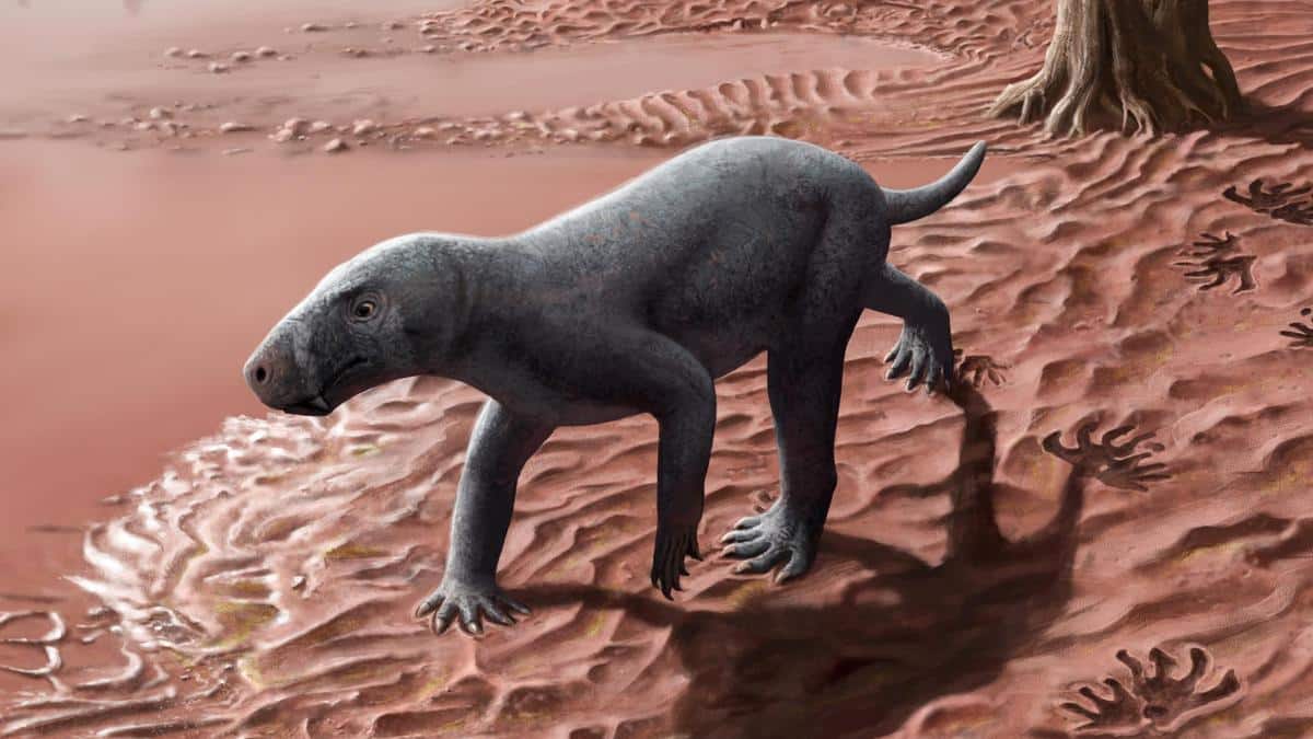 The first mammal that existed on Earth grew up in the Balearic Islands