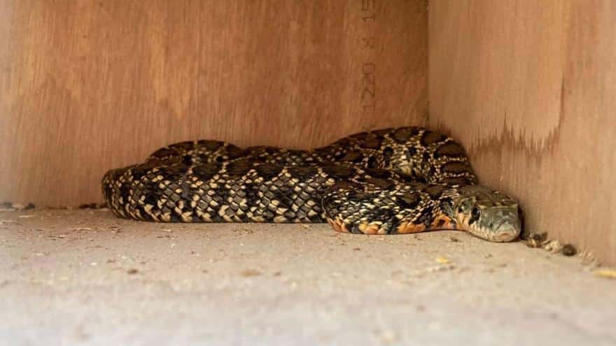 499 snakes captured in protected areas and private estates in Ibiza