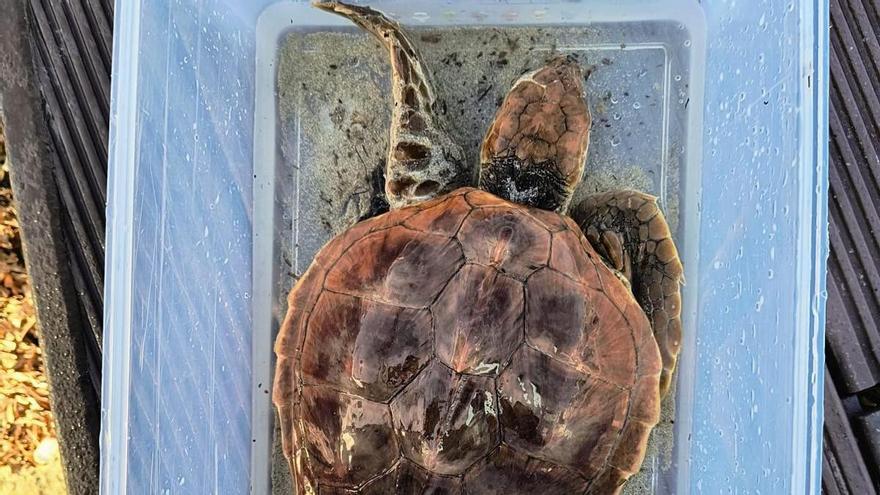 An injured turtle rescued at Caló des Moro beach