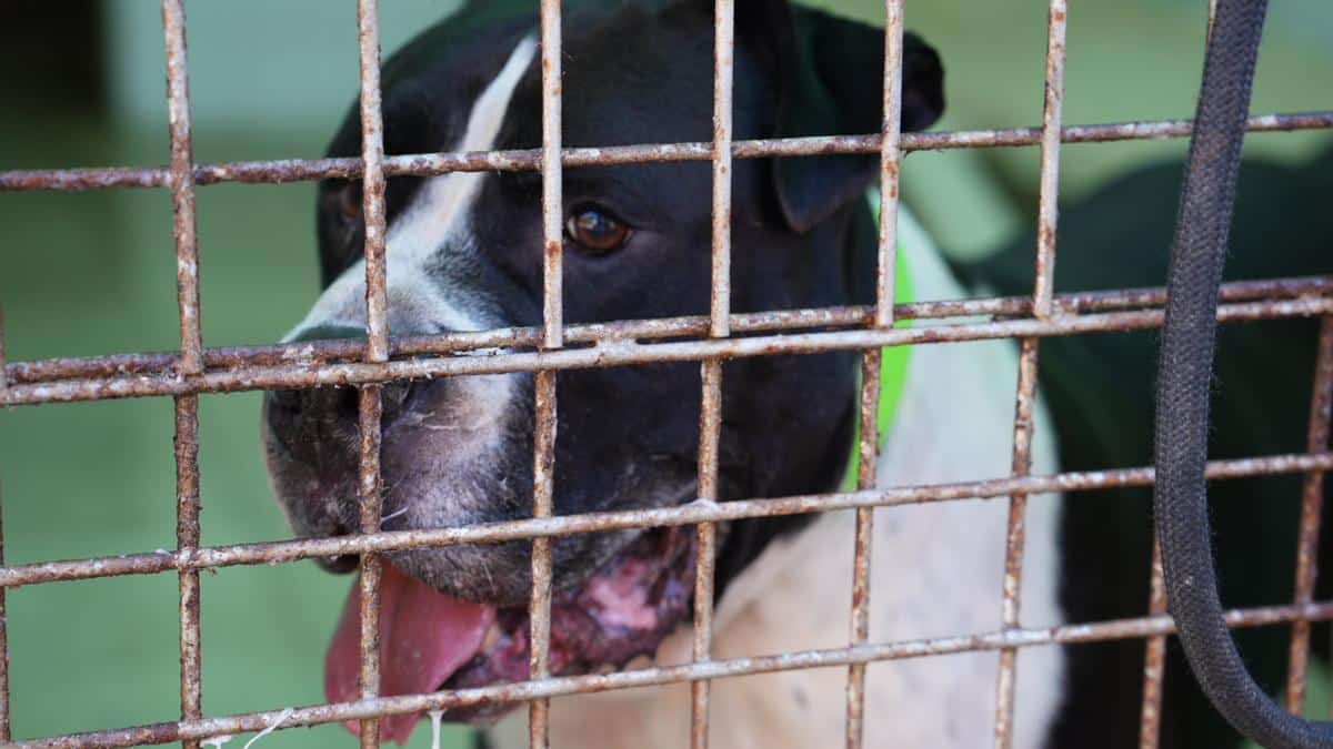 Abandoned and mistreated, six dogs are looking for a family in Ibiza