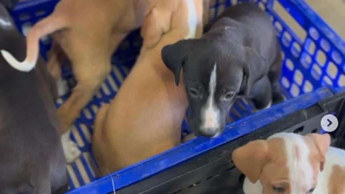 Six dog puppies abandoned in Ibiza