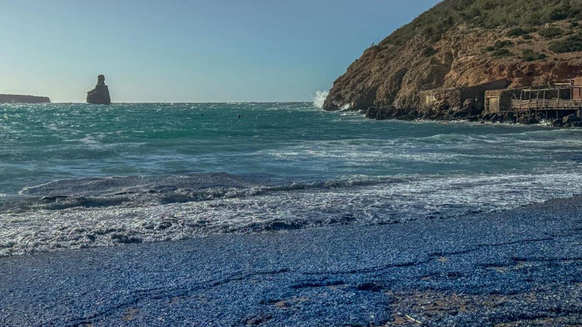Tens of thousands of sailboat jellyfish appear on the coast of Ibiza