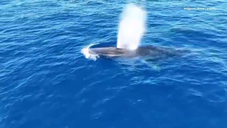 Spectacular whale sighting in Mallorca waters