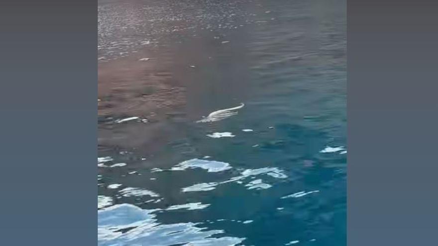 A snake is filmed swimming in an Ibiza cove