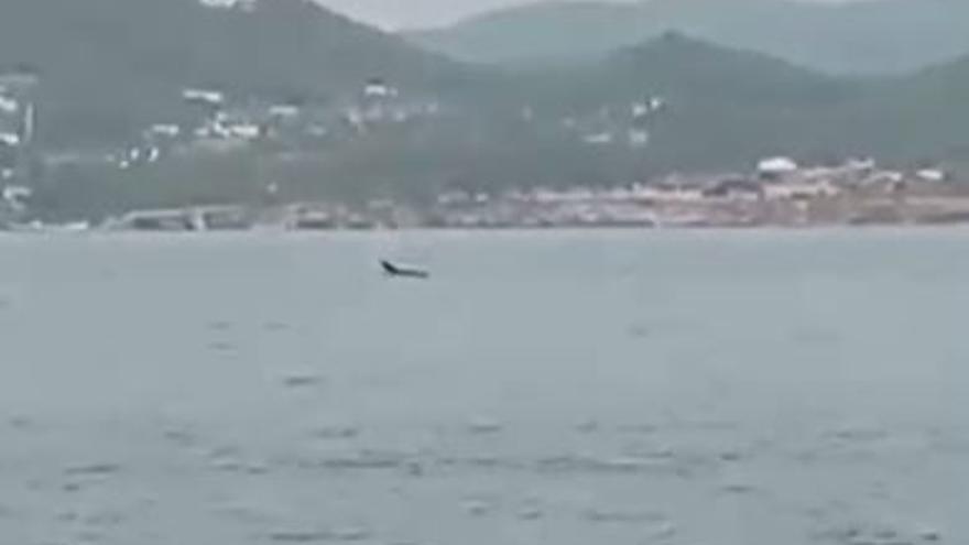 Two dolphins surprise a group of bathers in Ibiza