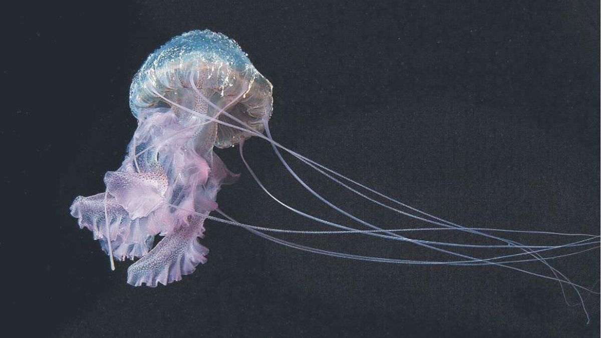How to avoid getting stung by a jellyfish in Ibiza: here’s what the experts say