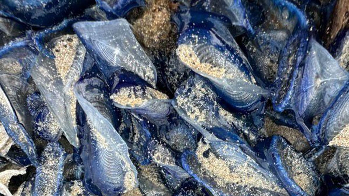 Cala Bassa, Benirràs…: the beaches of Ibiza where jellyfish could be present