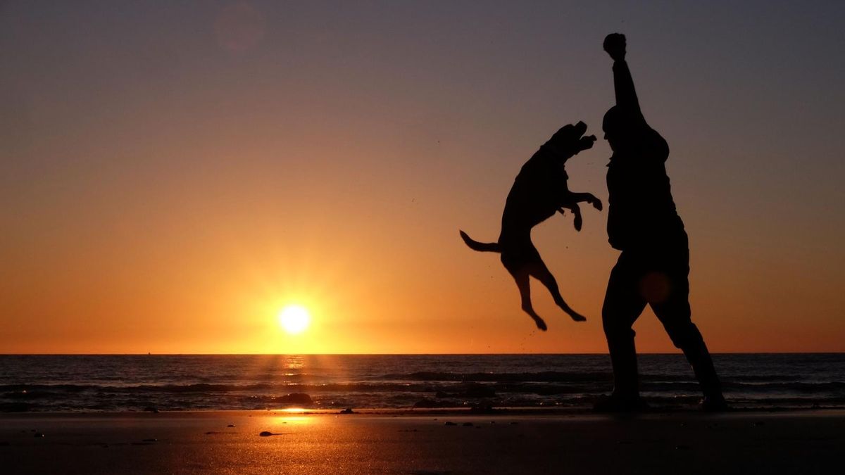 Yes it is possible to go to the sea with your dog in Ibiza: four beaches where you can do it legally even in August