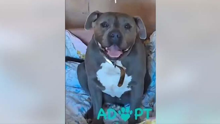 Home wanted for Nene, a dog that has been in Sa Coma for nine years