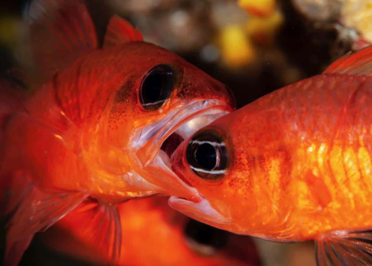 A dispute between a couple of kinglets. | SIMON VILA