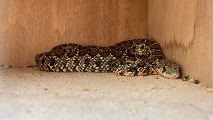 Two snake "hot spots" located in Ibiza - Cala Tarida and sa Caleta