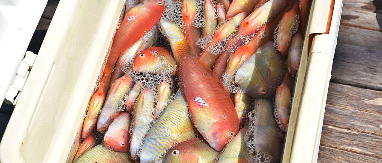 Consell calls for caution in lifting fishing ban on the 'raor' in the Pitiusas