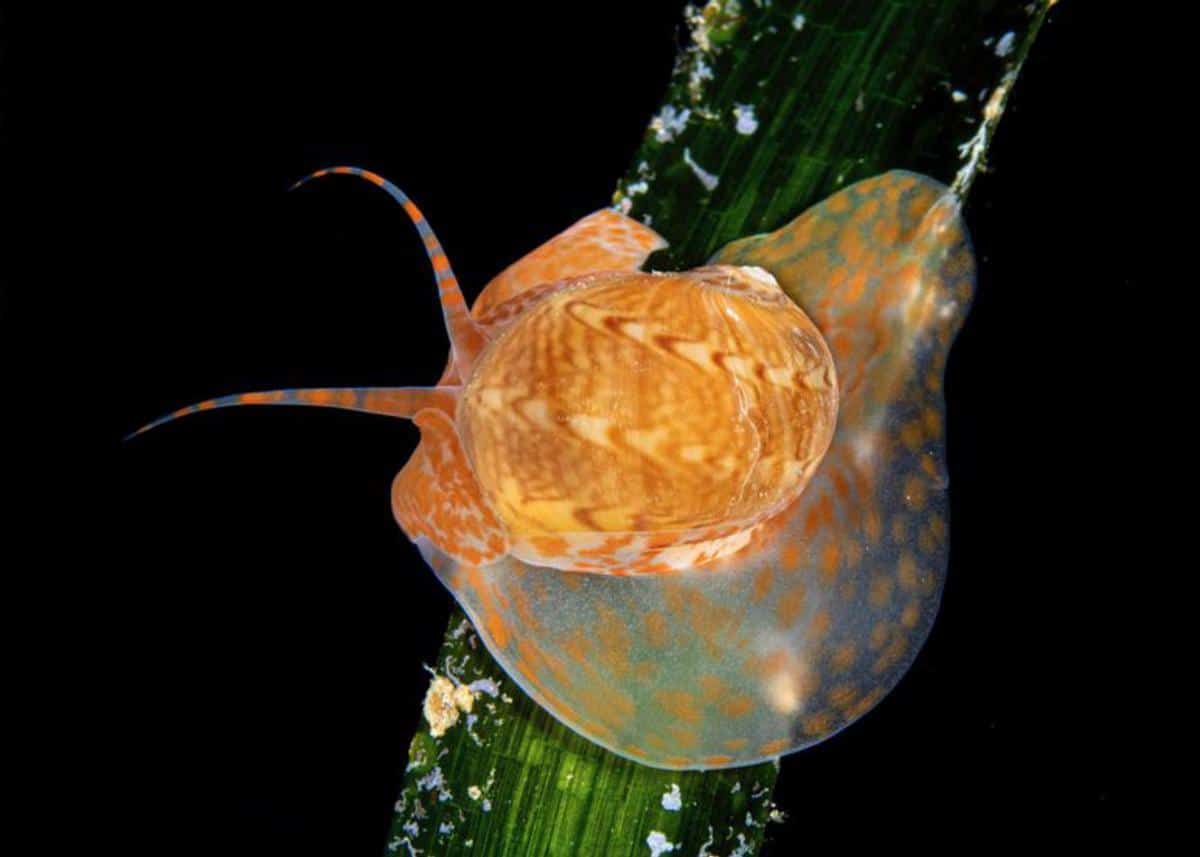 A moon snail on a posidonia leaf. | JOAN PEREYRA