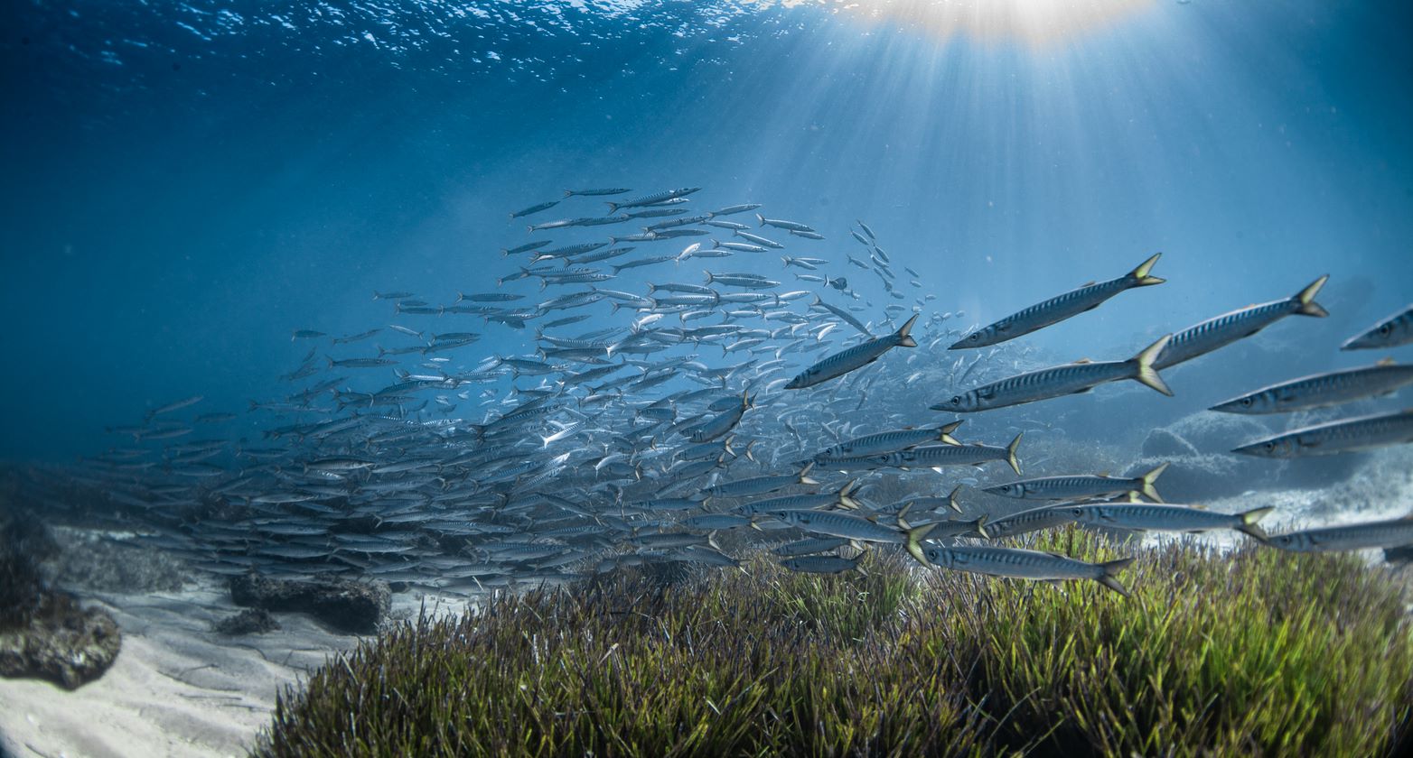 Javier Rodríguez: "If we don't react, we will lose our maritime cultural heritage"