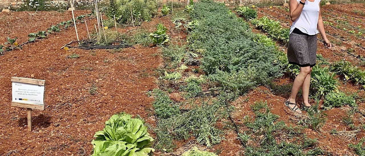 Working for a "self-sufficient" countryside on the Pitiusas Islands