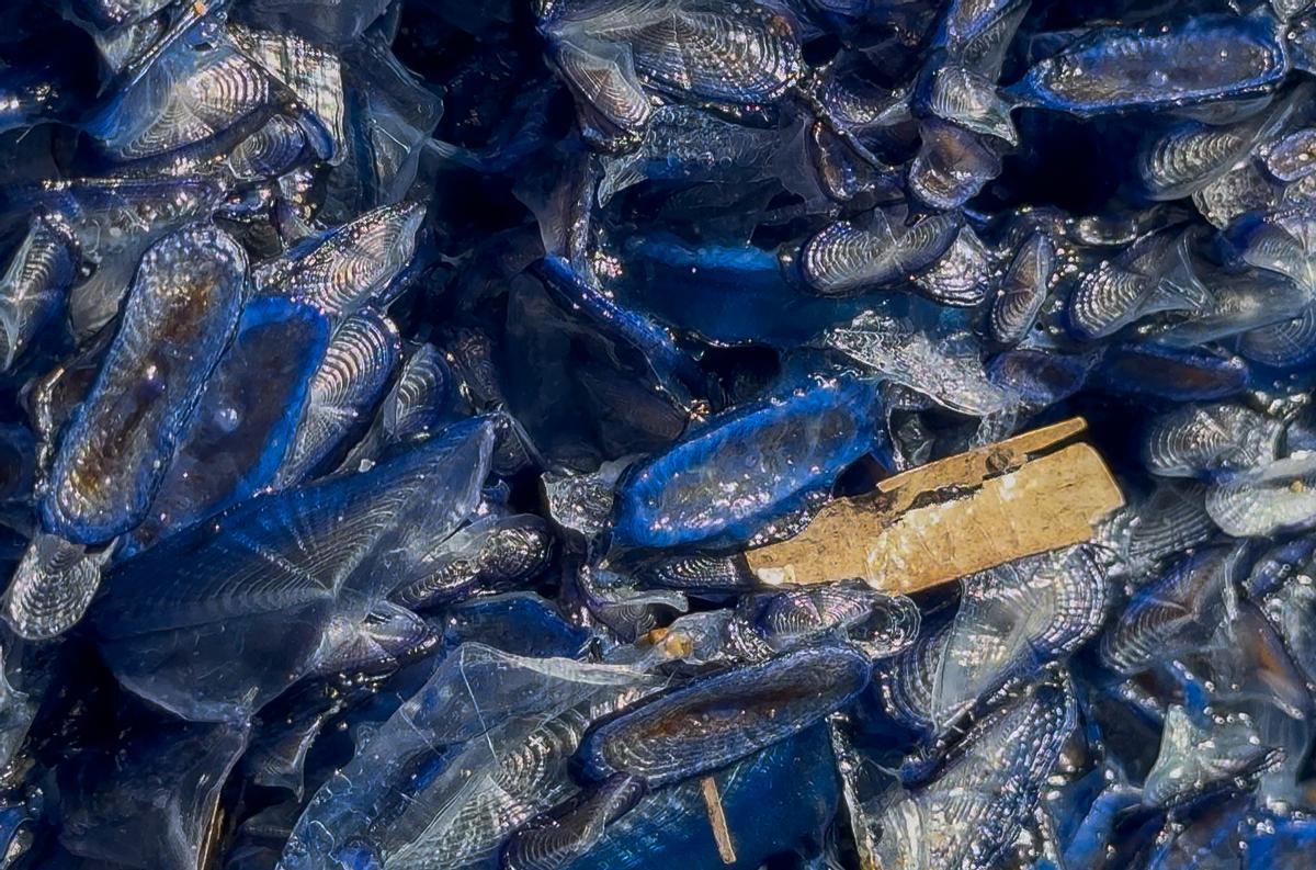 Barquetes de Sant Pere varadas en la playa.