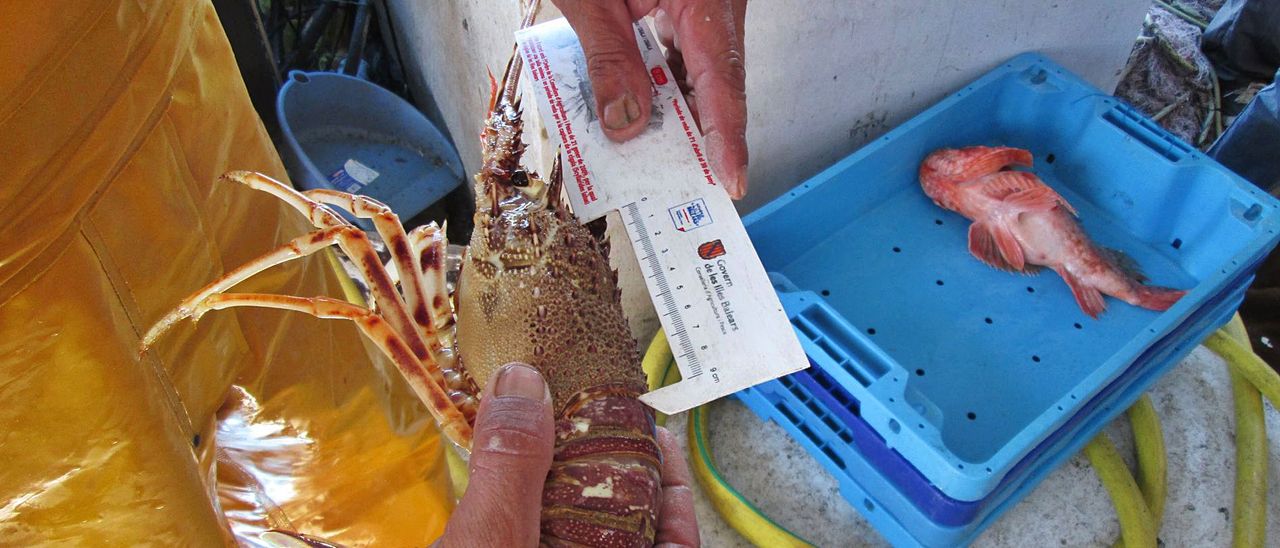 Ibizan fishermen catch seven times more lobsters than a year ago