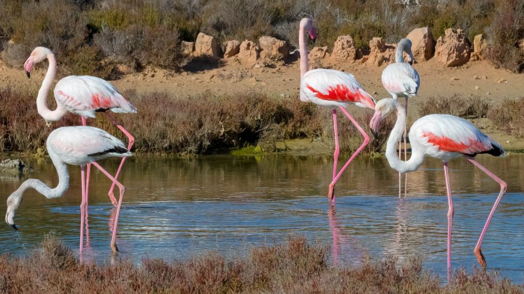 flamingos in Ses Salines Natural Park GERARDO FERRERO